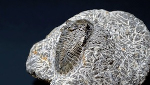 trilobite-300×169-1